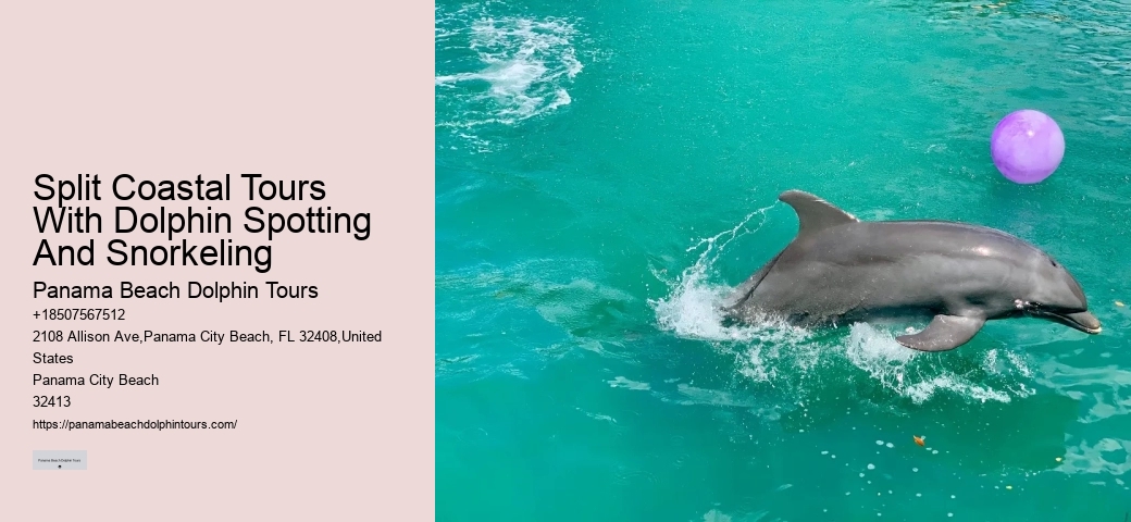 What type of boats are used for dolphin tours in Panama City Beach