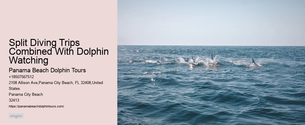 A Dolphin Swimming