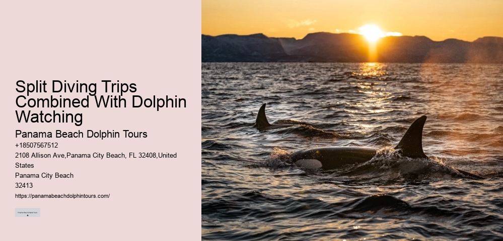 Elite Dolphin Spotting with Snorkeling