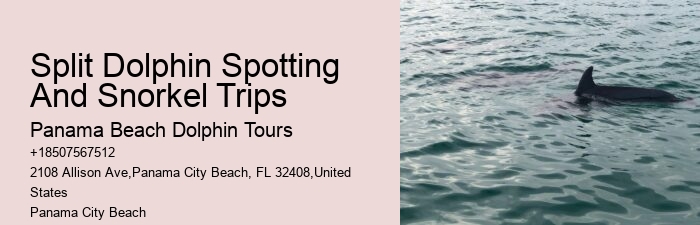 Do Dolphins Swim Close To Cruise Ships