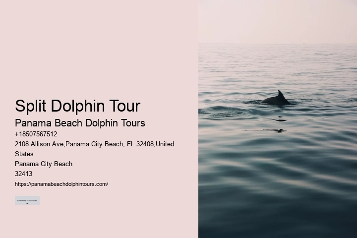 Is It Better To See Dolphins In The Morning Or Afternoon