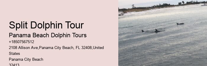 Dolphin Tours Panama City Beach