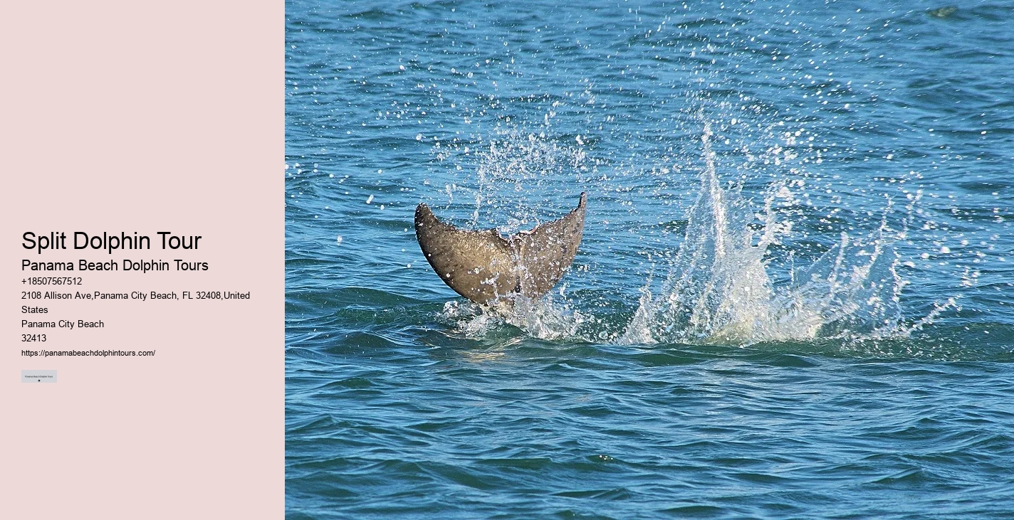 Split Immersive Dolphin Encounter And Snorkeling Tours