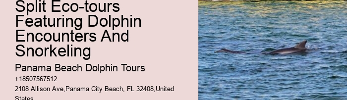 Charter Dolphin And Snorkeling Tours