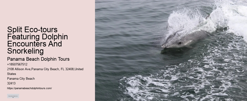 Luxury Dolphin Swim and Snorkeling Tours