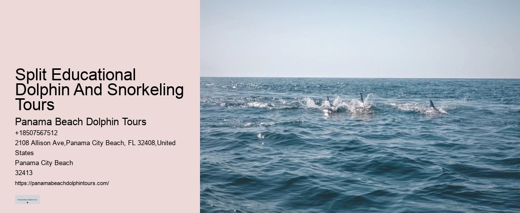 Where Is The Best Place To Swim With Dolphins