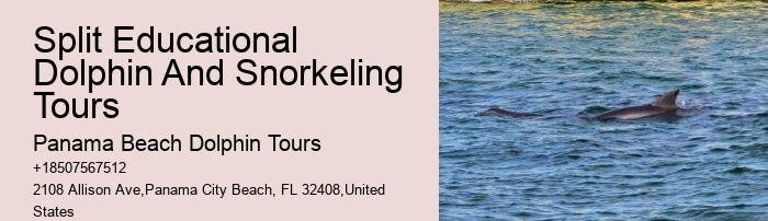Split Thrilling Snorkeling And Dolphin Watching Charters