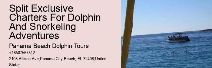 Dolphin And Snorkel Tours Near Me