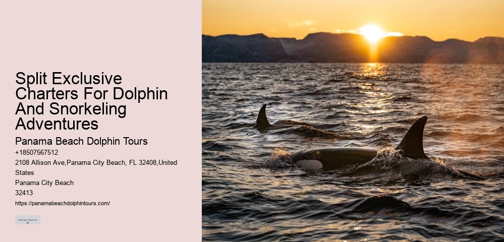 Beach Dolphin Tours