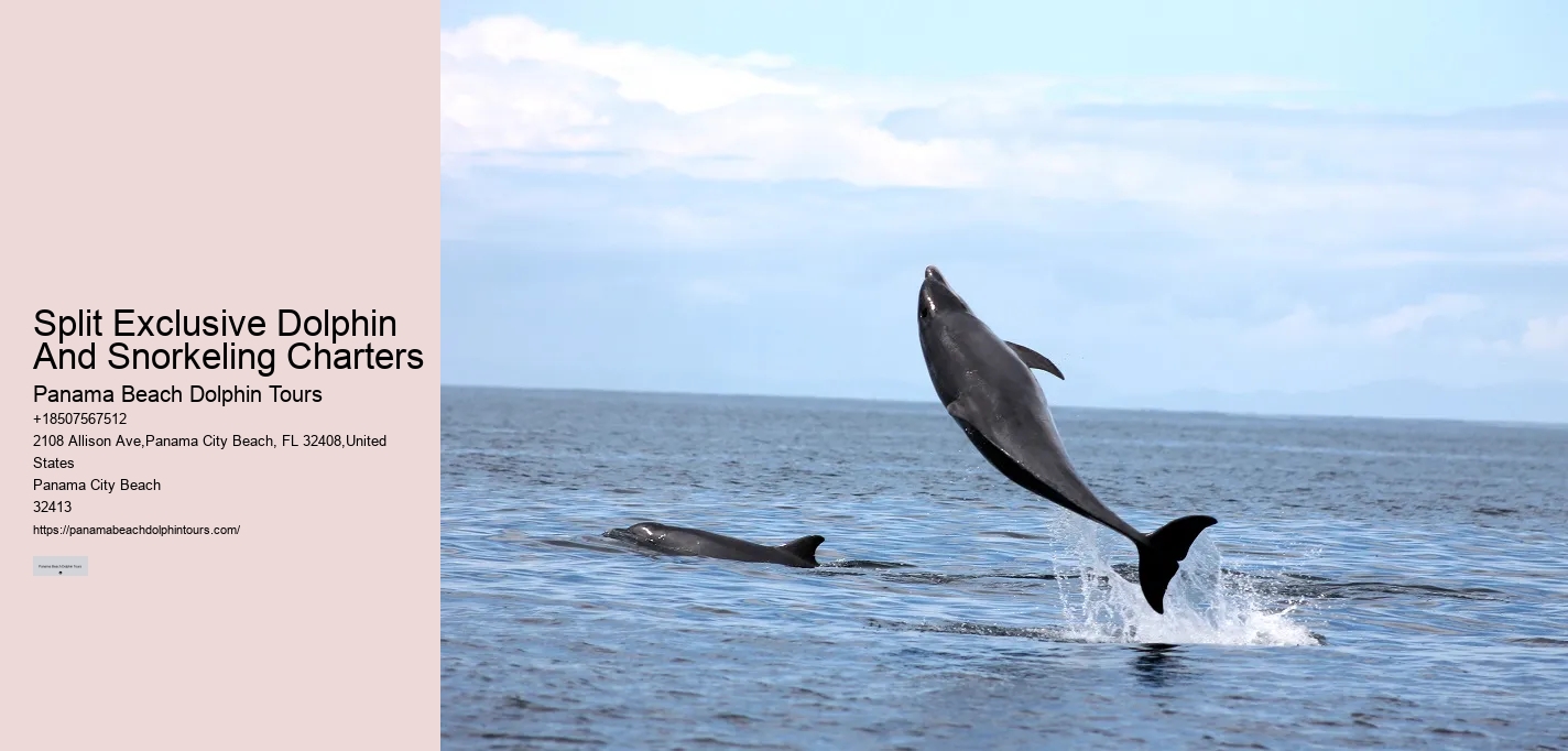Panama City Beach Snorkeling Dolphins
