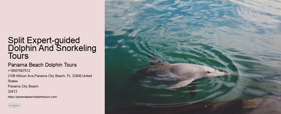 Split Expert-guided Dolphin And Snorkeling Tours