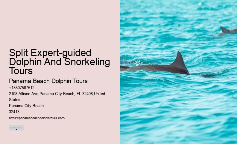 Premium Dolphin Expedition with Snorkeling