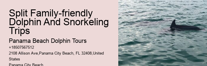 What Do I Need To Know Before Swimming With Dolphins