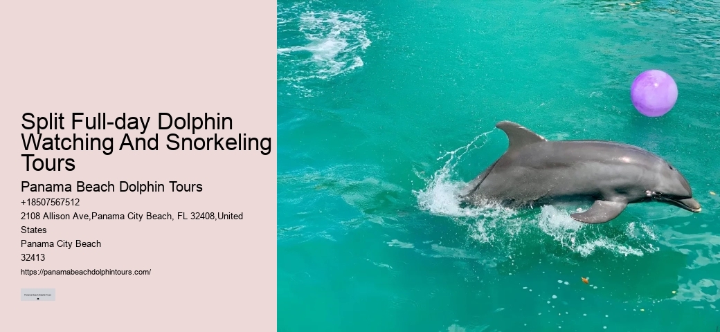 How Do Dolphins Know Humans Are Pregnant