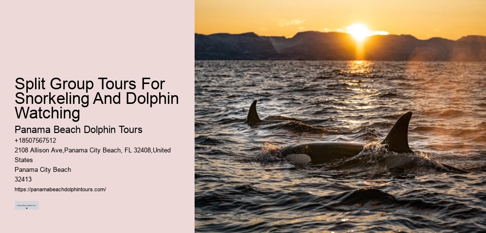 Tailored Dolphin Watching with Snorkeling
