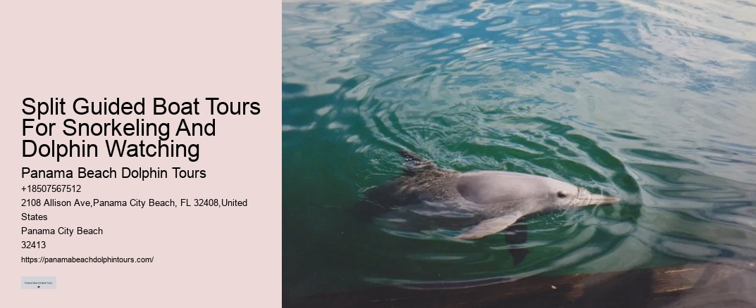 Split Guided Boat Tours For Snorkeling And Dolphin Watching