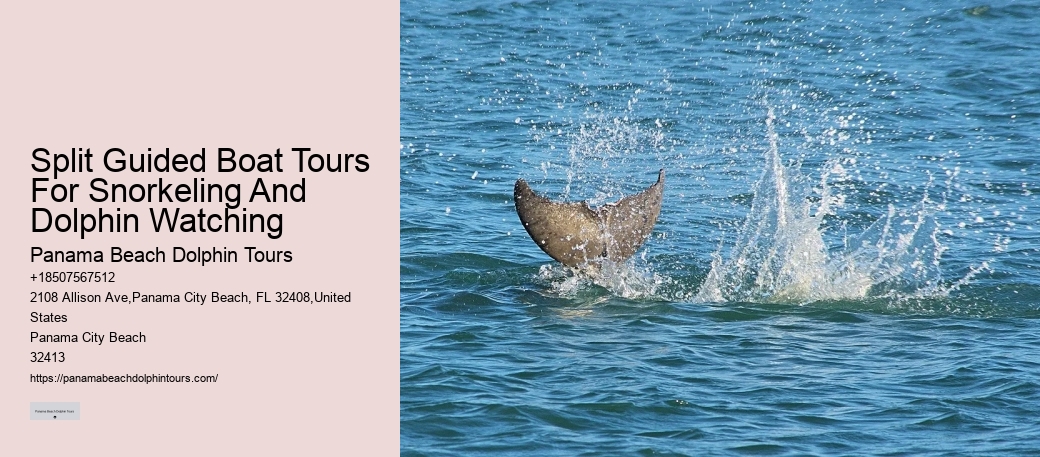 Dolphin And Snorkel Tours Panama City Beach