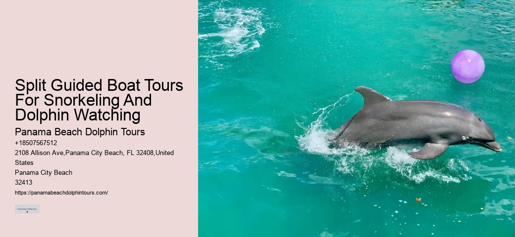 What is the cancellation policy for dolphin tours in Panama City Beach