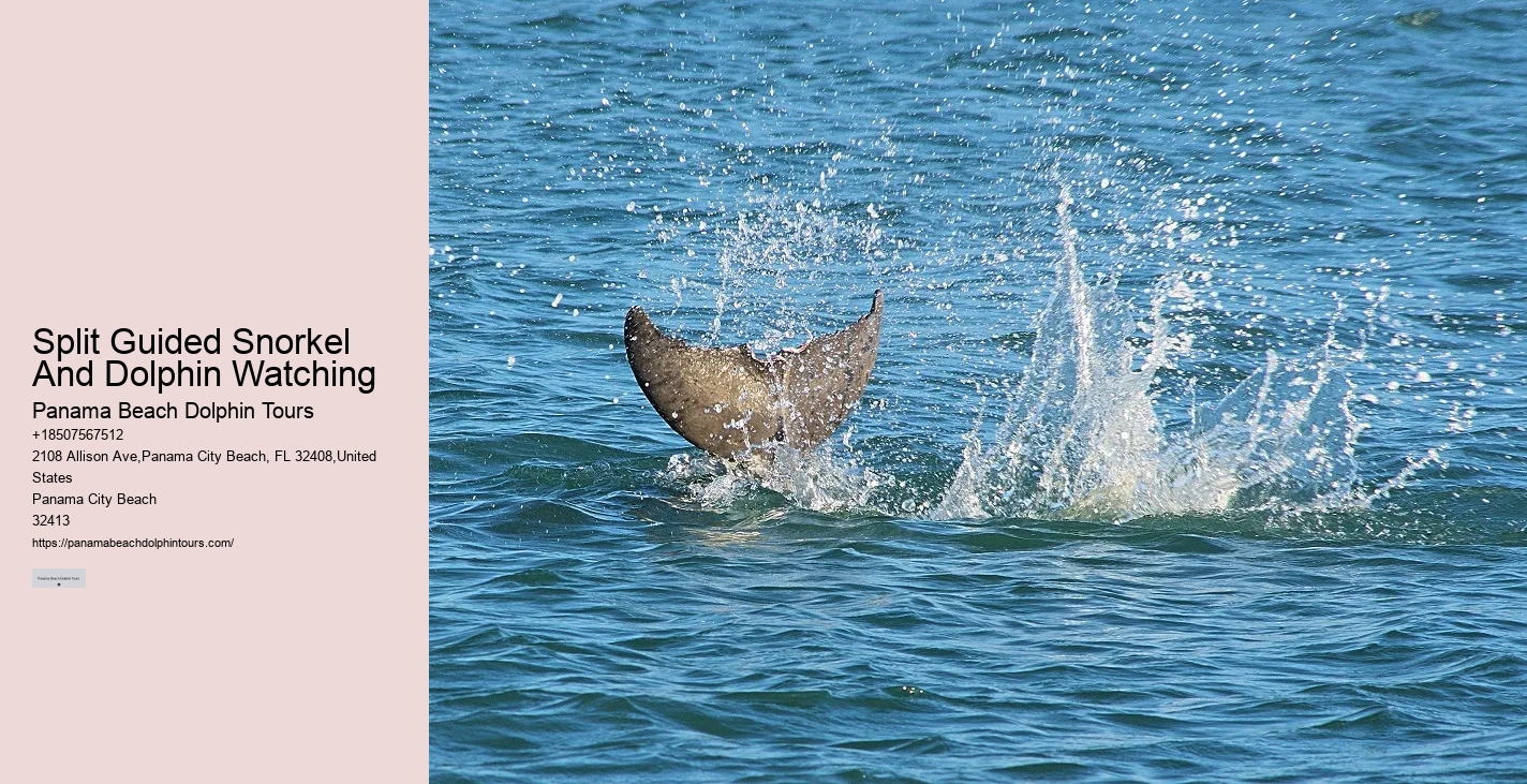 What is the best time of year to go on a dolphin tour in Panama City Beach