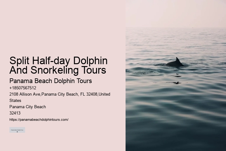 Panama City Beach Dolphin Discovery Adventures