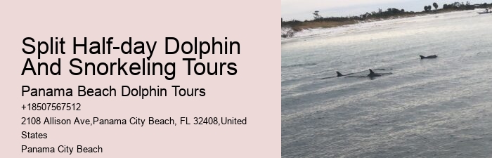 Intimate Dolphin Swim and Snorkeling