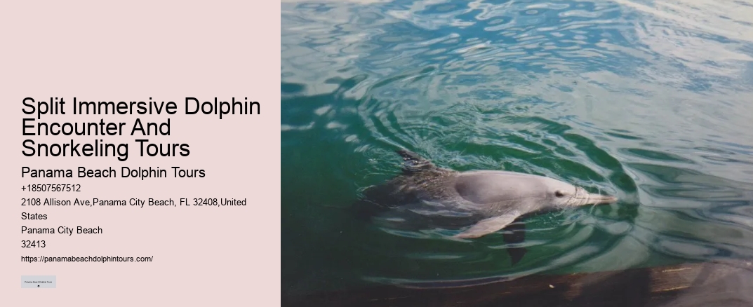 Split Immersive Dolphin Encounter And Snorkeling Tours