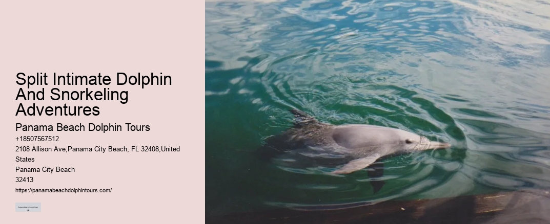 Split Intimate Dolphin And Snorkeling Adventures