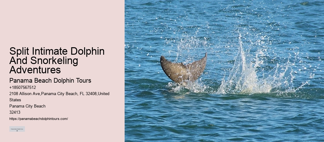 Dolphin exploration experiences in Panama City Beach