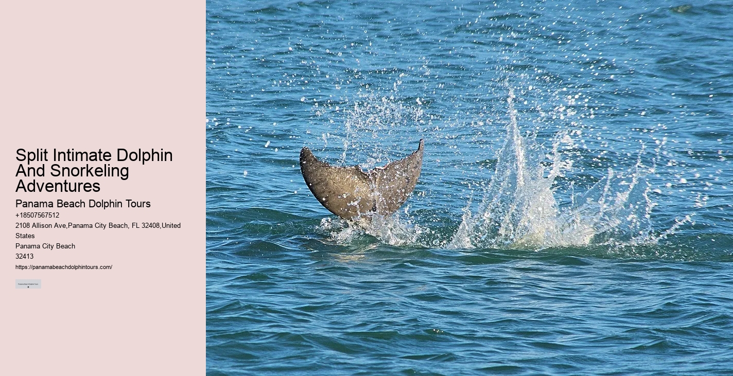 What To Do If A Dolphin Is Stranded On A Beach