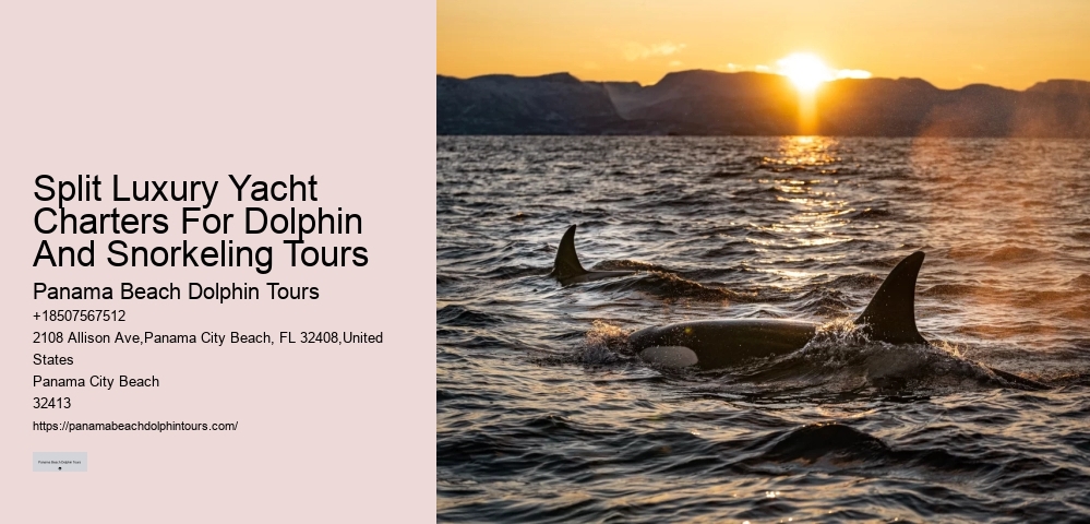 Panama City Beach Dolphin Voyage Tours