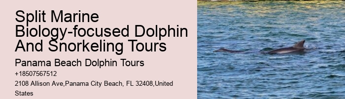 How Much Does It Cost To Swim With The Dolphins In Panama City Beach
