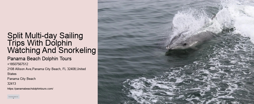 Split Snorkel And Swim With Dolphins Experiences