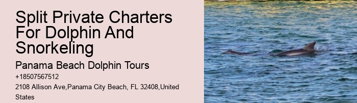 Premium Dolphin Encounter with Snorkeling