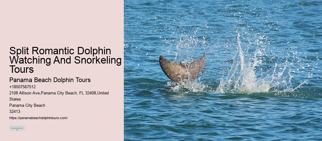 PCB Dolphin Tours