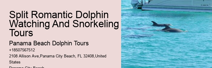 Panama City Beach Dolphin Swim