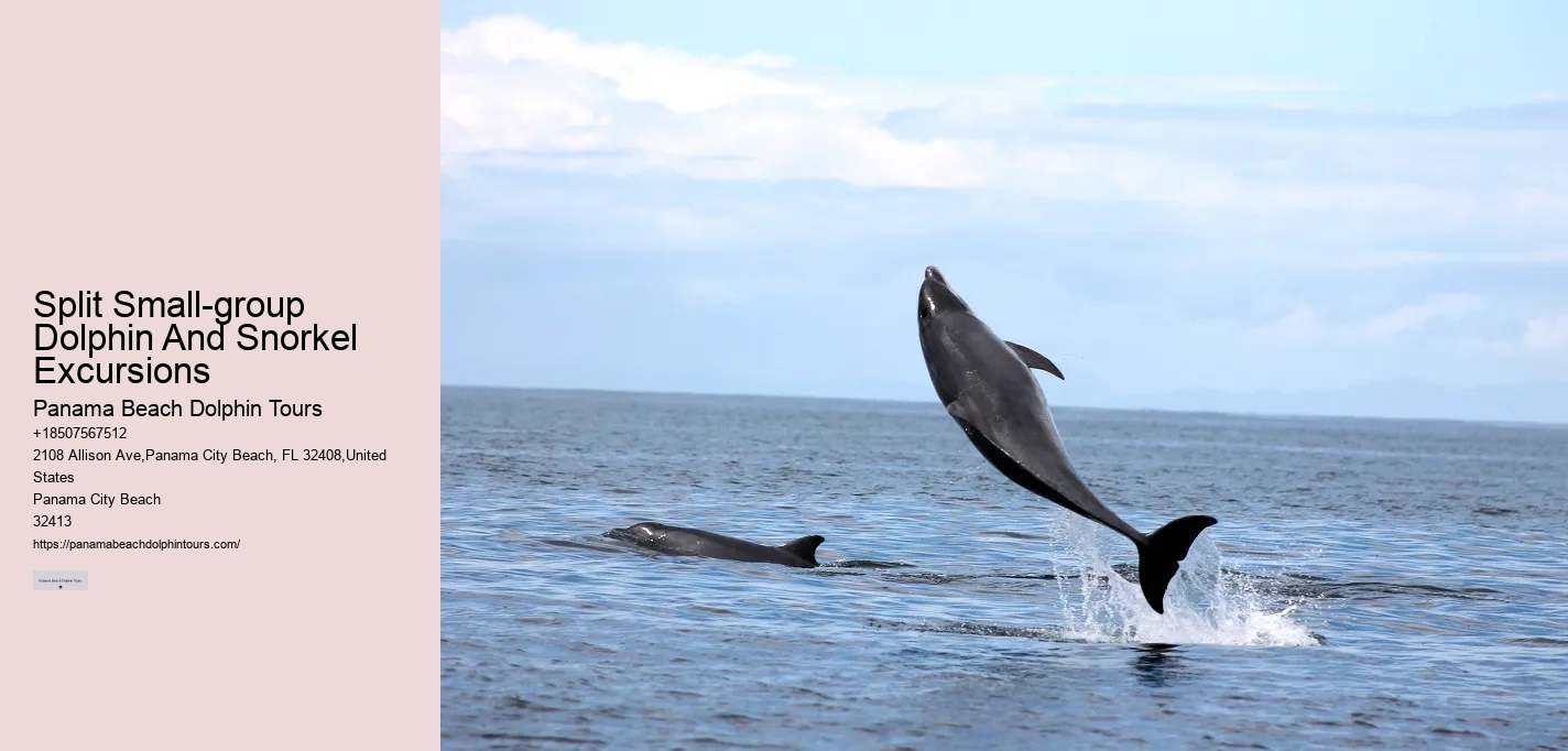 Split Exclusive Snorkeling And Dolphin Charters