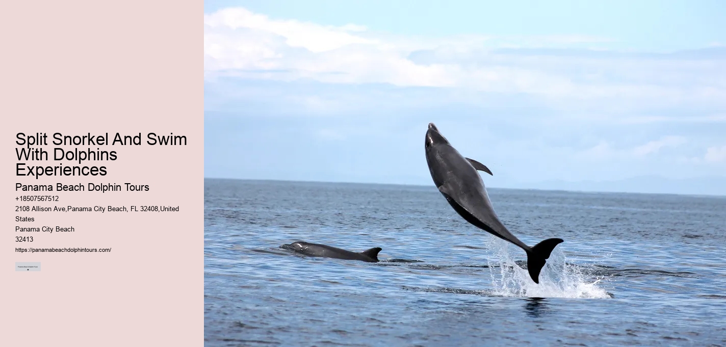 Split Educational Dolphin And Snorkeling Cruises