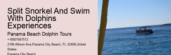Cheap Dolphin Tours In Panama City Beach
