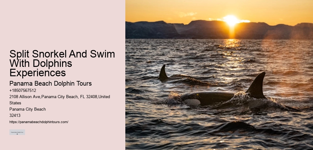 What Should You Know Before Swimming With Dolphins