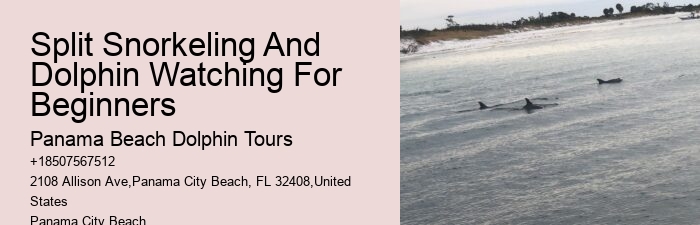 Must-haves For Your Dolphin Cruise