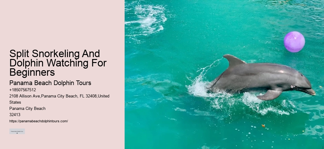 Split Charter Dolphin Tours
