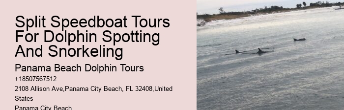 Which Beach Has The Most Dolphins