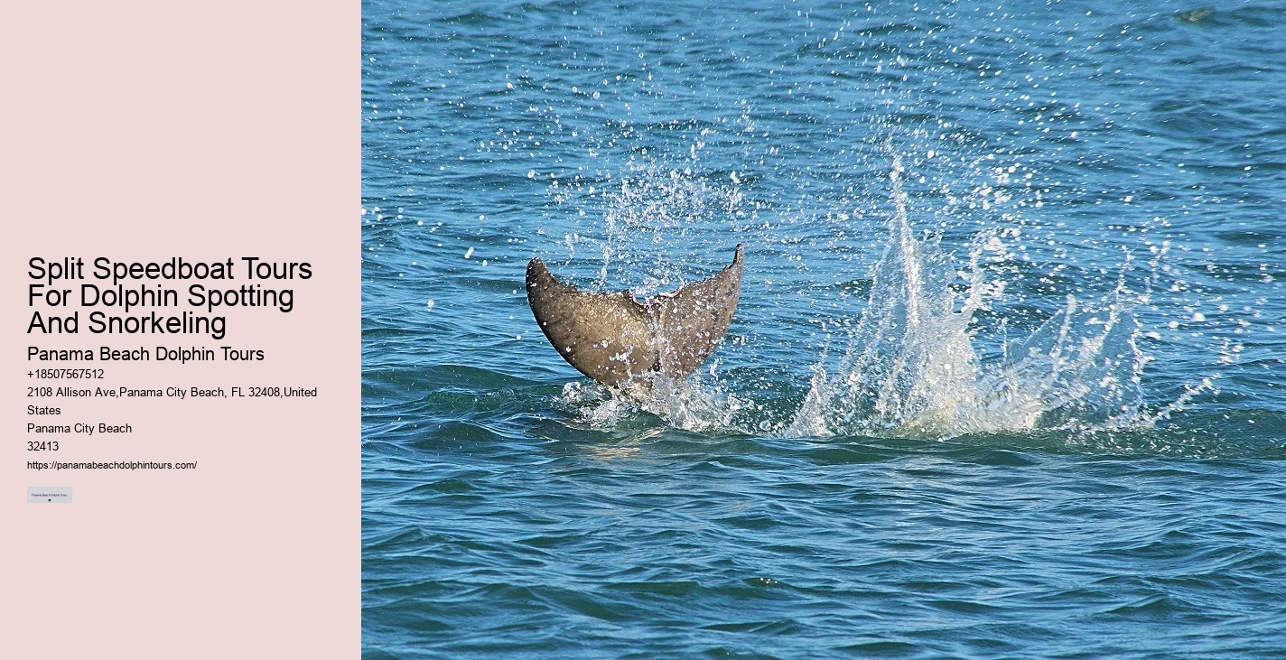 Bottle Nose Dolphin