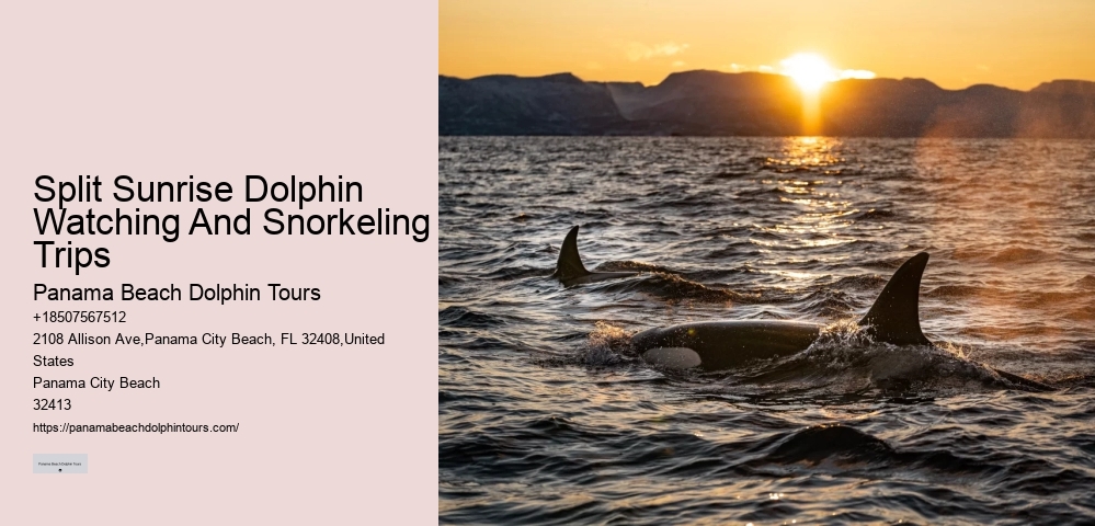 Dolphin Tour And Snorkeling Near Me