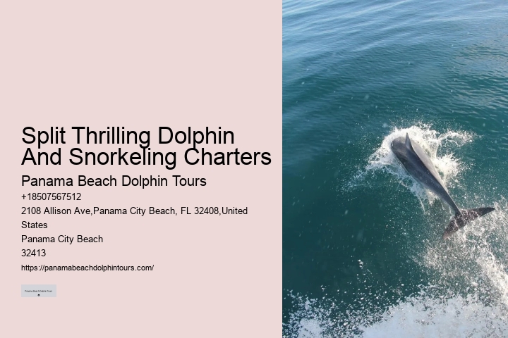 Panama City Dolphin Seafari Tours