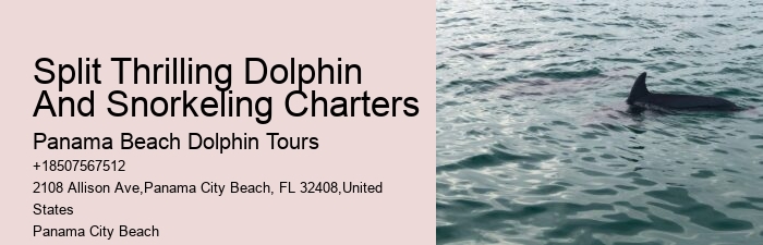 Salty Fins Dolphin And Snorkeling Tours