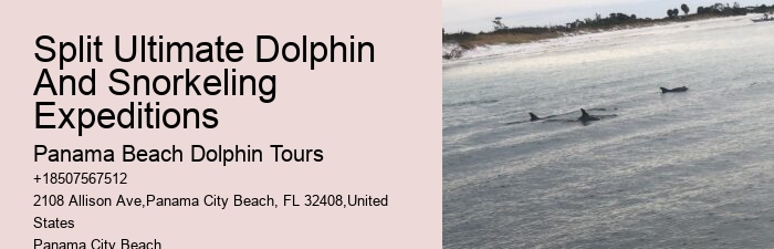 Dolphin-watching