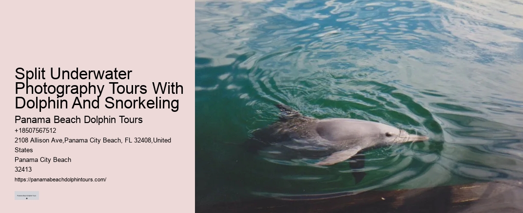 Split Underwater Photography Tours With Dolphin And Snorkeling