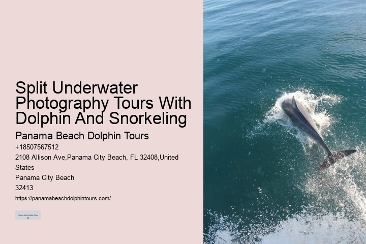 Dolphin Tours Rosemary Beach