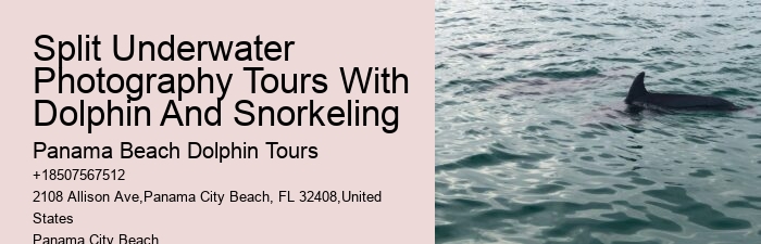 How To Interact With Wild Dolphins